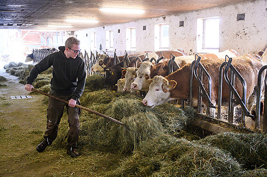 Ein junger Mann steht in einem Stall und hebt mit einer Heugabel Heu in den Futtertrog mehrerer Kühe. 