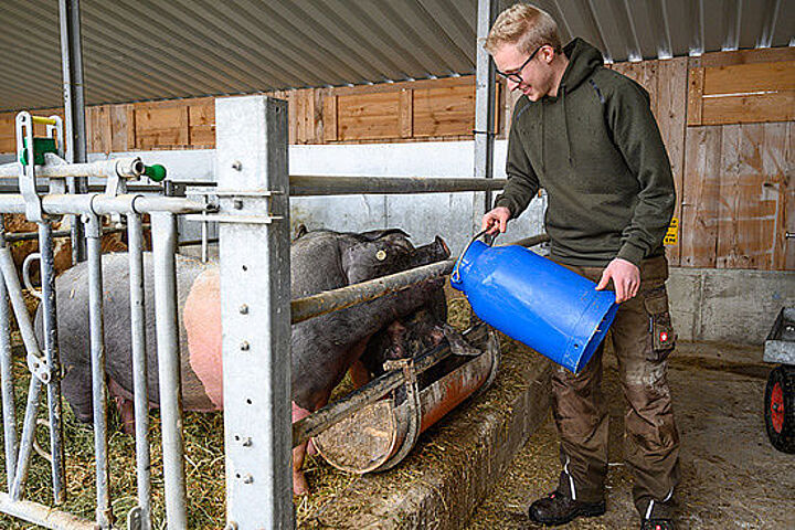 Ein junger Mann gießt eine Flüssigkeit aus einer blauen Kanne in den Trog eines Schweinestalls. 